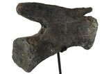 Dinosaur (Diplodocus) Caudal Vertebrae - Metal Stand #77919-2
